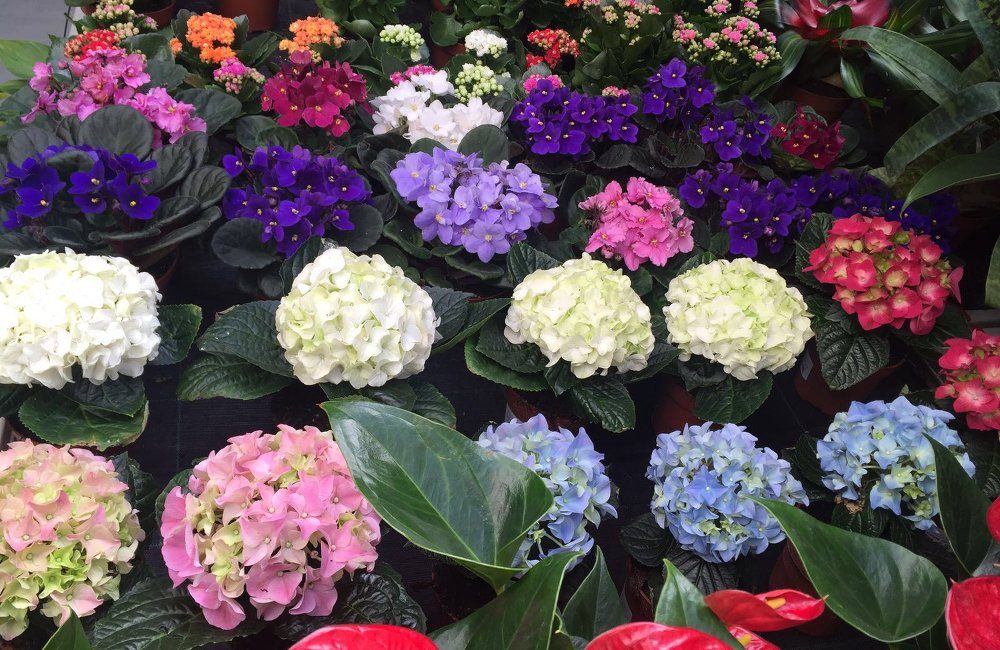 Cuidados de las hortensias