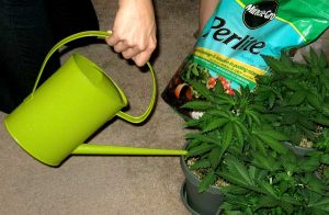 Cómo regar correctamente las plantas de marihuana
