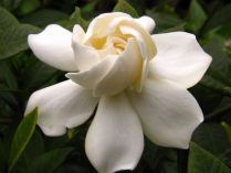 Cuidados de las gardenias Cuidados de las gardenias